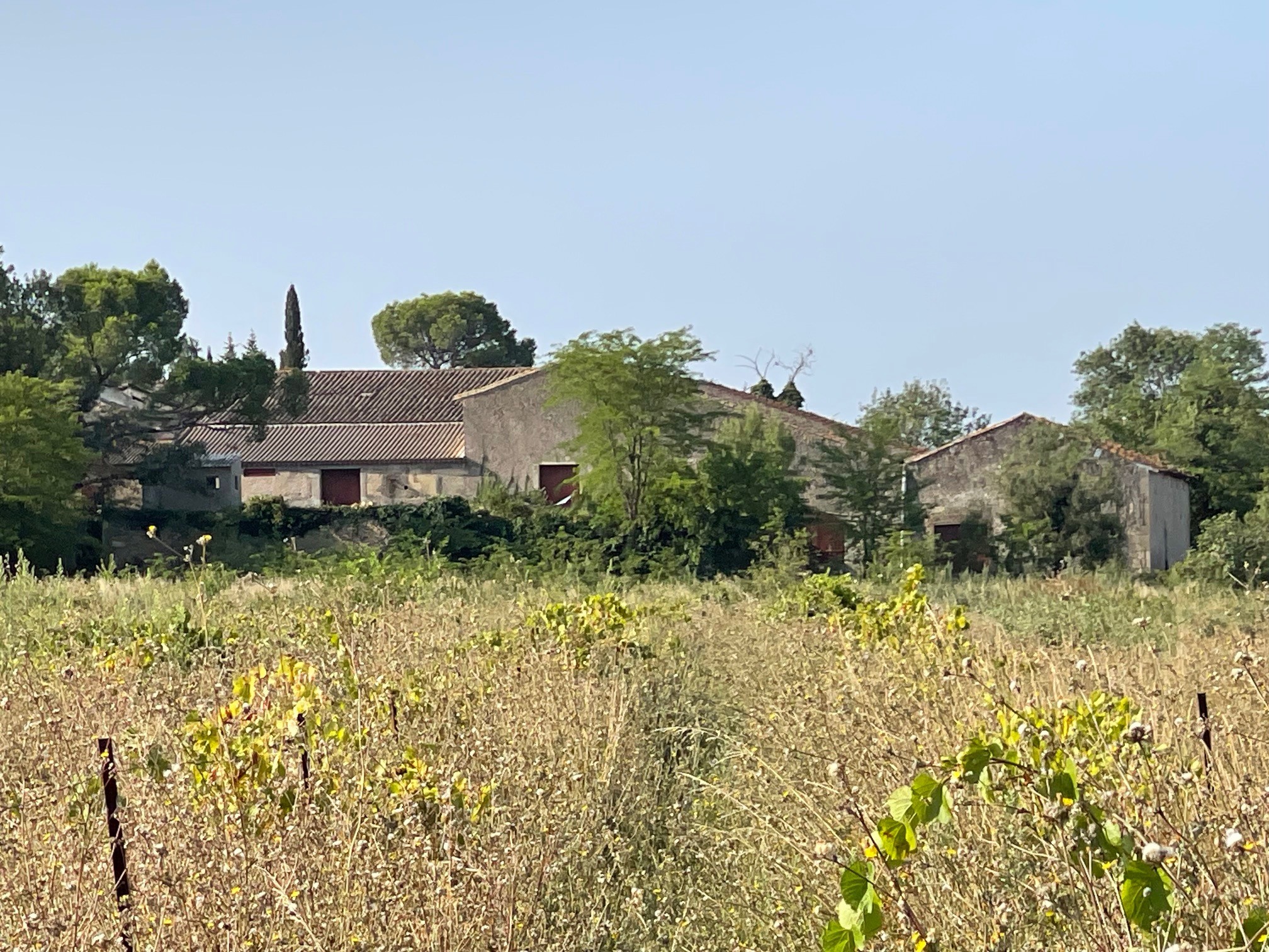 Bâtiments et vignes